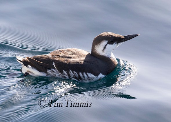 352_Monterey Bay_12122015-2