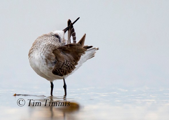 596_Bolivar Flats_12292015-3