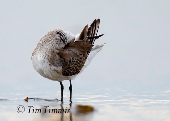 604_Bolivar Flats_12292015-2