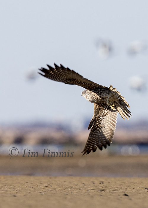 287_Bolivar Flats_02052016-2