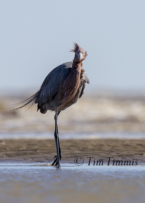 478_Bolivar Flats_02052016-2