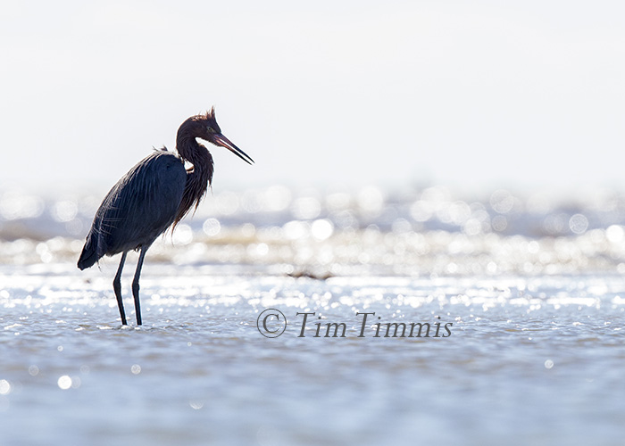 618_Bolivar Flats_02052016-2