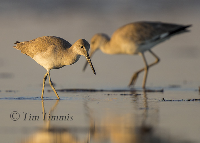 073_Bolivar Flats_03052016-2