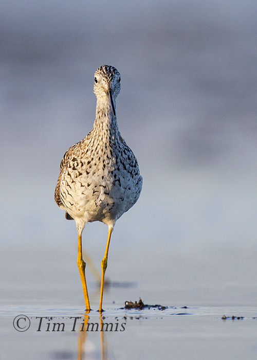 133_Bolivar Flats_03052016-2