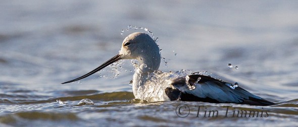 Bolivar Flats_56602242013-2