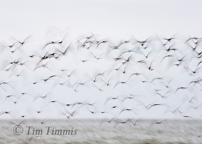 067_Shorebird Trip-Galveston Featherfest_04152016-2