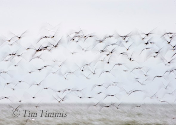 067_Shorebird Trip-Galveston Featherfest_04152016-2