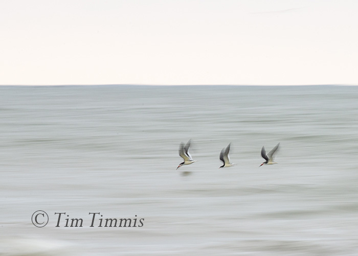 081_Shorebird Trip-Galveston Featherfest_04152016-2