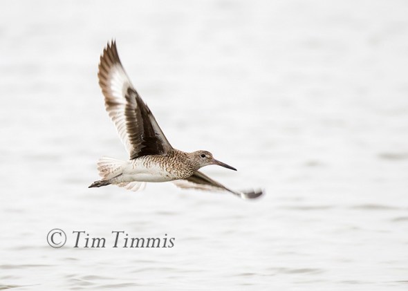 136_Shorebird Trip-Galveston Featherfest_04152016-2
