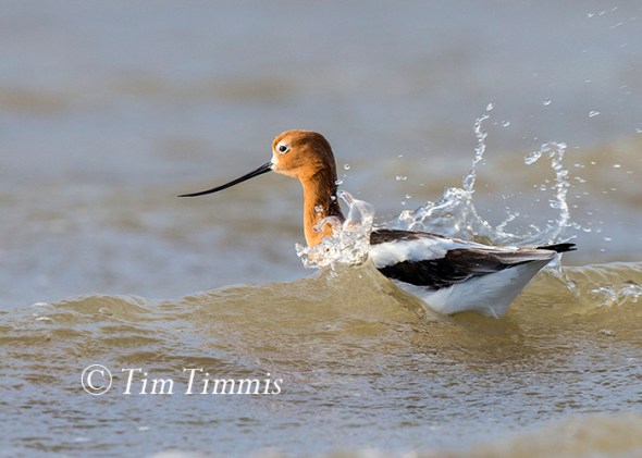 215_Ground Level_FeatherFest_04162016-2