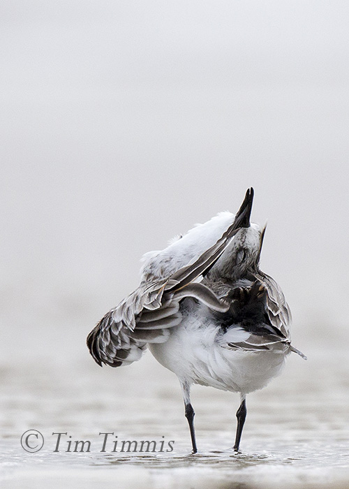 250_Ground Level_FeatherFest_04162016-2