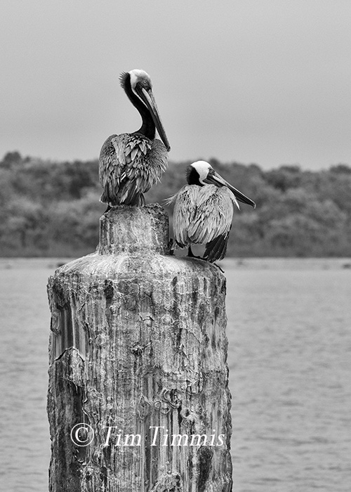 264_Shorebird Trip-Galveston Featherfest_04152016-3