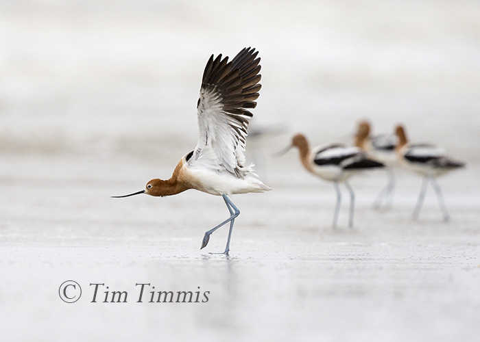 265_Ground Level_FeatherFest_04172016-2