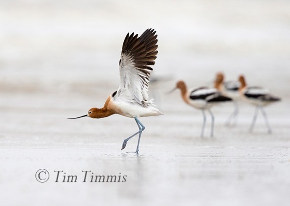 265_Ground Level_FeatherFest_04172016-2