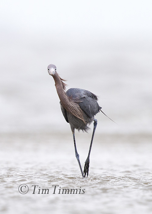 268_Ground Level_FeatherFest_04162016-2