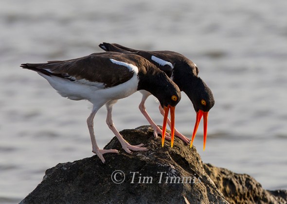 462_Texas City Dike_04242016-2