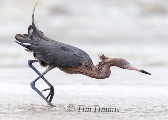 483_Ground Level_FeatherFest_04162016-2