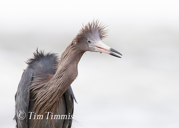 518_Ground Level_FeatherFest_04162016-2
