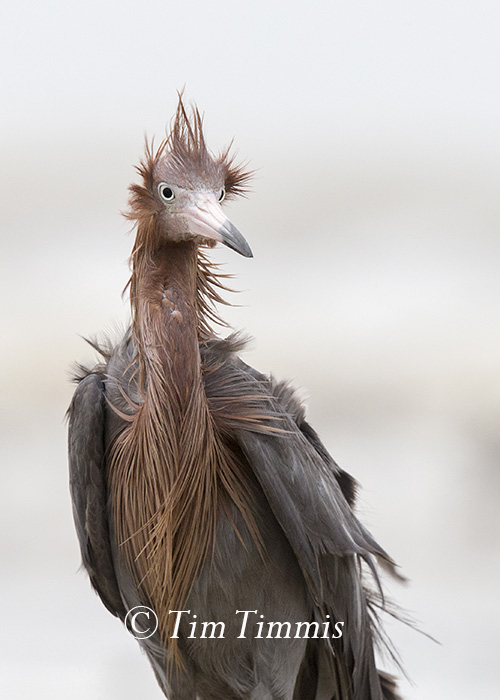 563_Ground Level_FeatherFest_04172016-2