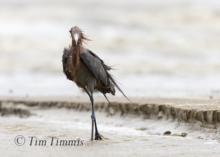 702_Ground Level_FeatherFest_04172016-2