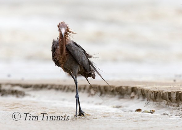 702_Ground Level_FeatherFest_04172016-2