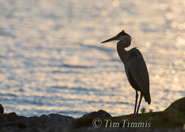 837_Texas City Dike_04242016