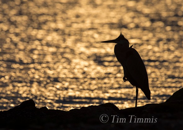 845_Texas City Dike_04242016-2