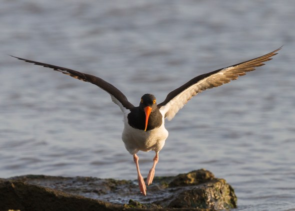 935_Texas City Dike_04242016-2
