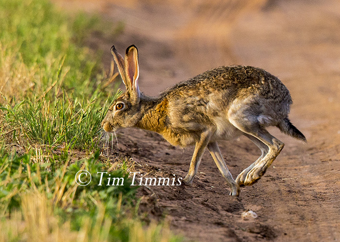 197_Lubbock_05242016-3