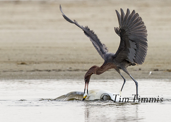 534_Texas City Dike_05142016-3