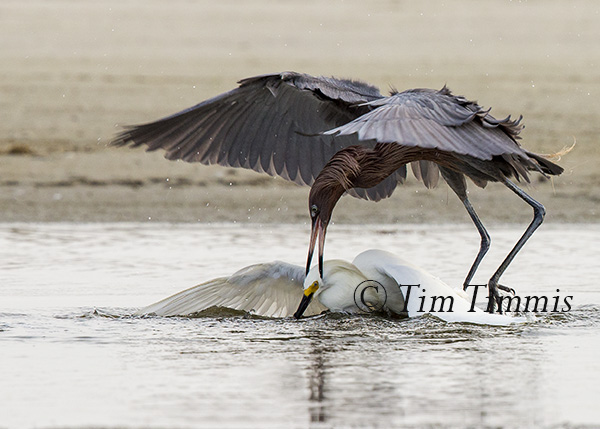 535_Texas City Dike_05142016-3