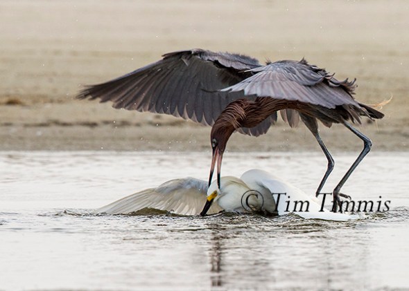 535_Texas City Dike_05142016-3