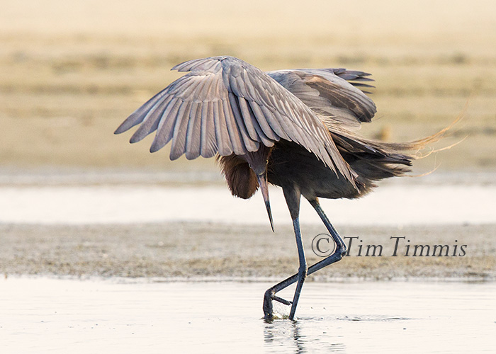 647_Texas City Dike_05142016-3