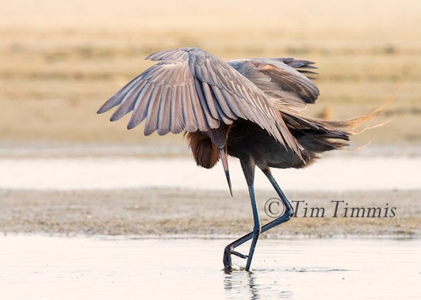 647_Texas City Dike_05142016-3