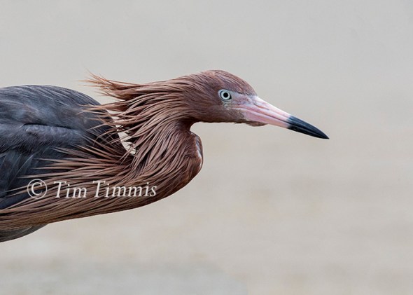 797_Ground Level_FeatherFest_04172016-2