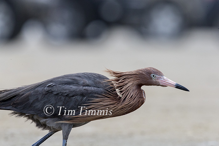 797_Ground Level_FeatherFest_04172016-3