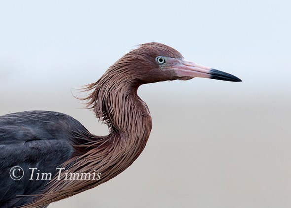 803_Ground Level_FeatherFest_04172016-2