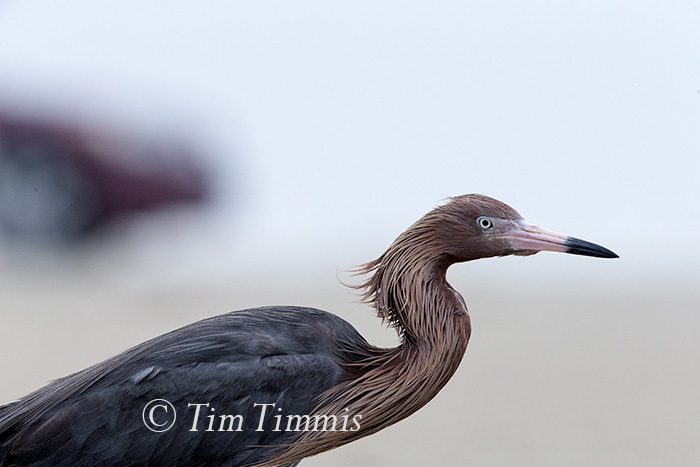 803_Ground Level_FeatherFest_04172016-4