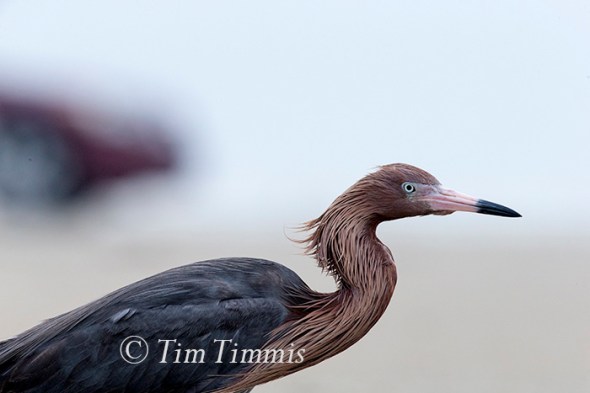 803_Ground Level_FeatherFest_04172016-4