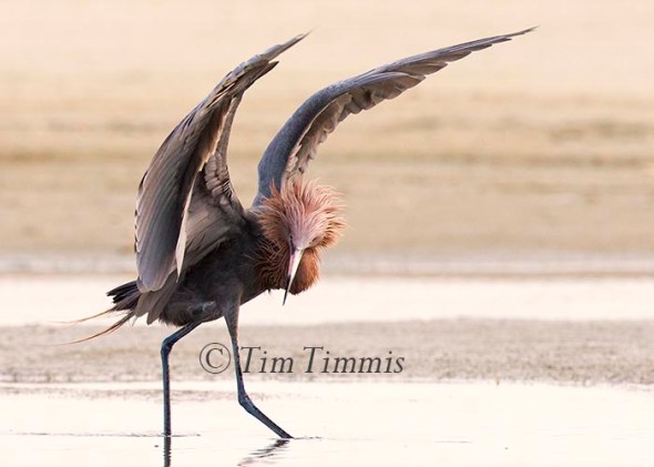 842_Texas City Dike_05142016-7