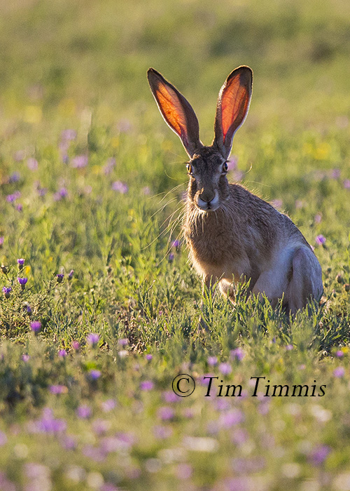 221_Lubbock_06162016a-2