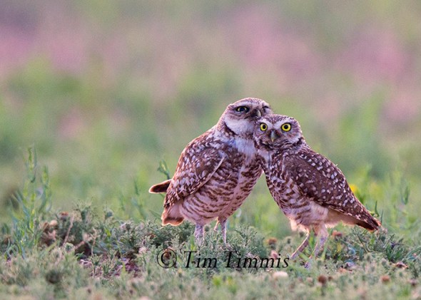 258_Lubbock_05262016-3