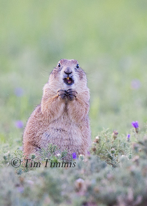 344_Lubbock_05262016-2