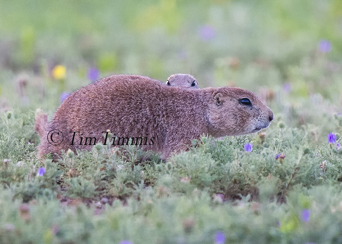 421_Lubbock_05262016-2