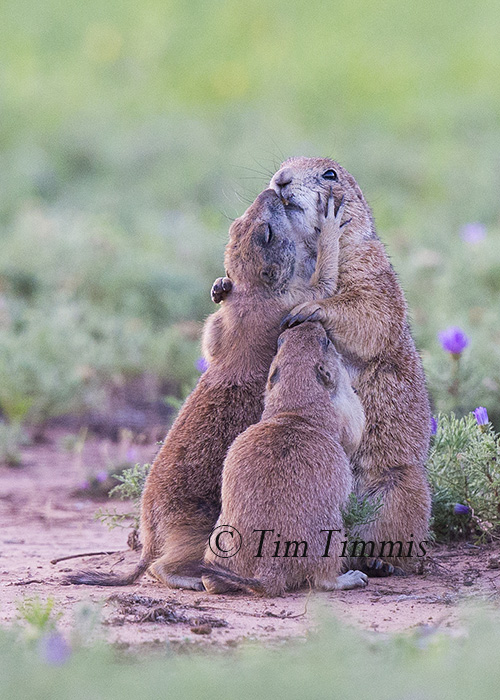 582_Lubbock_05262016-3