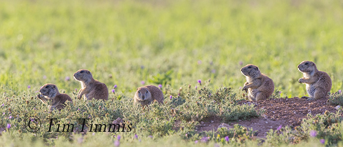 677_Lubbock_05262016-2