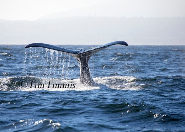023_Monterey Whale Watching_07192016-2