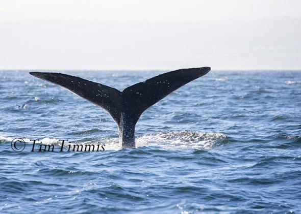 031_Monterey Whale Watching_07192016-2