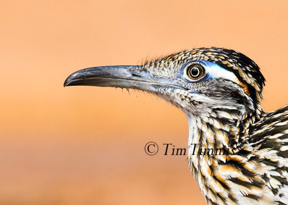 489_Santa Clara_06262016-2