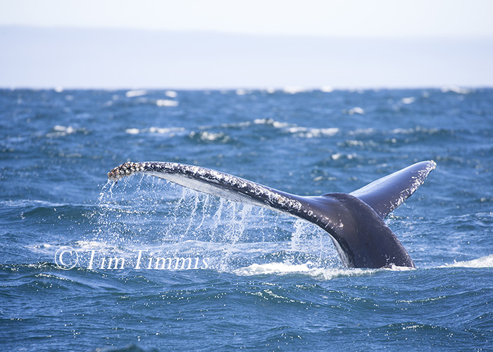 640_Monterey Whale Watching_07192016-2
